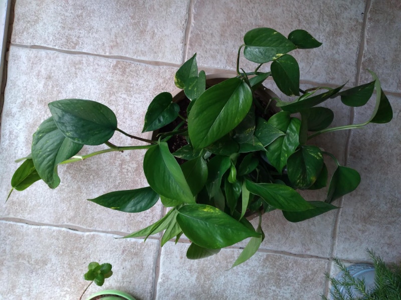 Pothos with pot Plants, Fertilizer & Soil Ottawa Kijiji