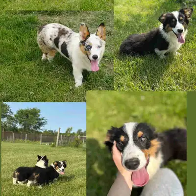 Corgi Puppies – Ready for Loving Homes! Location: Cambridge, ON Ready for pickup! We have 6 adorable...