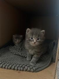 Hypoallergenic Siberian/Maine Coon mix kittens for FUREVER Home