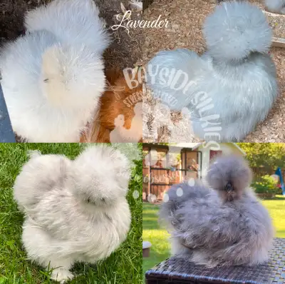 Colour separated purebred silkie hatching eggs!