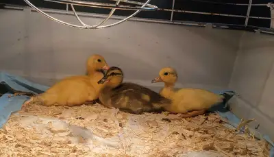 Call ducklings, View more