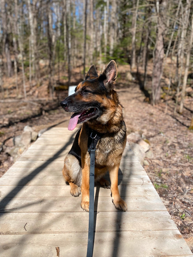 Female German Shepherd to be rehomed in Dogs & Puppies for Rehoming in Gatineau - Image 2