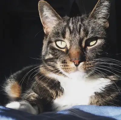 11yr Old Female Cat Needs Home, View more