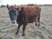 Jersey / Limousin Steer