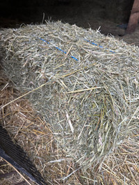 Premium  hay -  1st cut - 2000 sml sqs