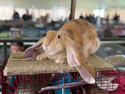Neutered English Lop rabbits, View more