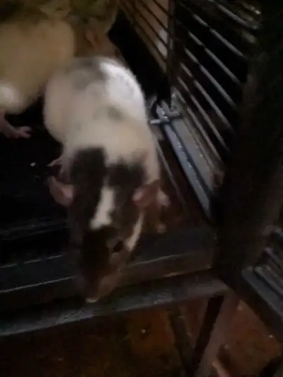 female rats for adoption , View more