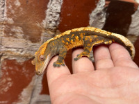 Halloween male crested gecko 
