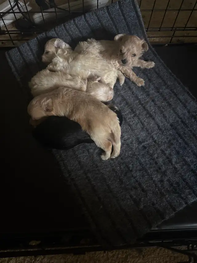 Adorable Doodles in Dogs & Puppies for Rehoming in City of Toronto - Image 2