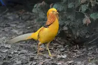  Yellow golden pheasant Babies 
