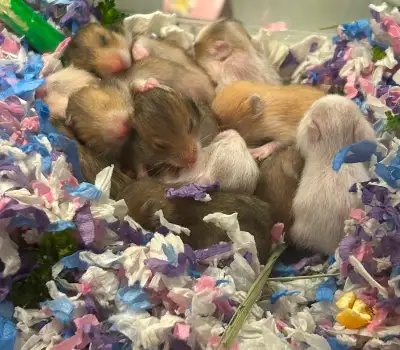 NEW BORN hamsters looking for new home, View more
