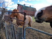 Horses for sale 