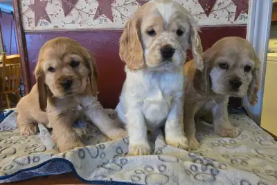 Adorable Cocker Spaniel Puppies, View more