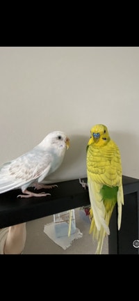 budgies for sale glasgow