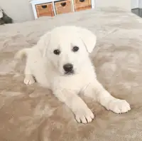 Great Pyrenees/ White German Sheperd mix puppies for adoption.