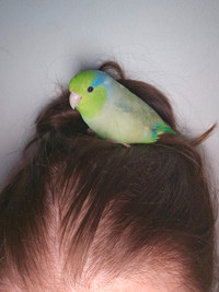 Lost Bird (parrotlet)