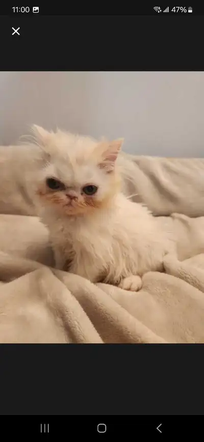 Persian kitten, View more