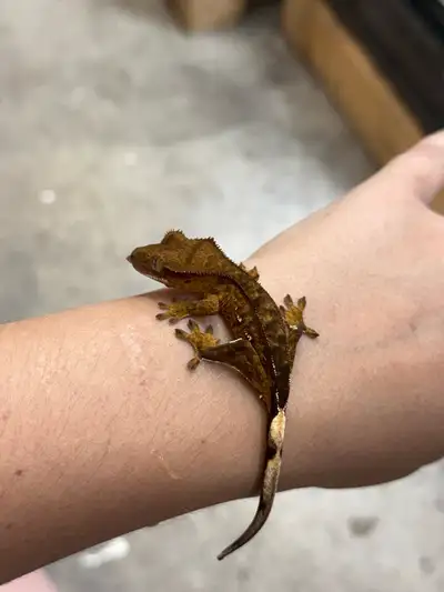 bébé gecko à crête , View more