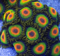 Rasta zoanthid coral frags 