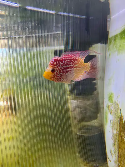 rare golden base f3 kamfa flowerhorn, View more