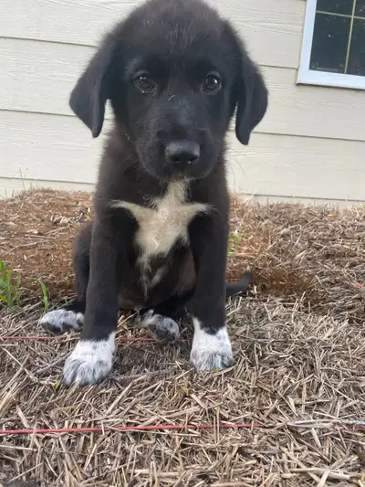 Puppies For Sale, View more