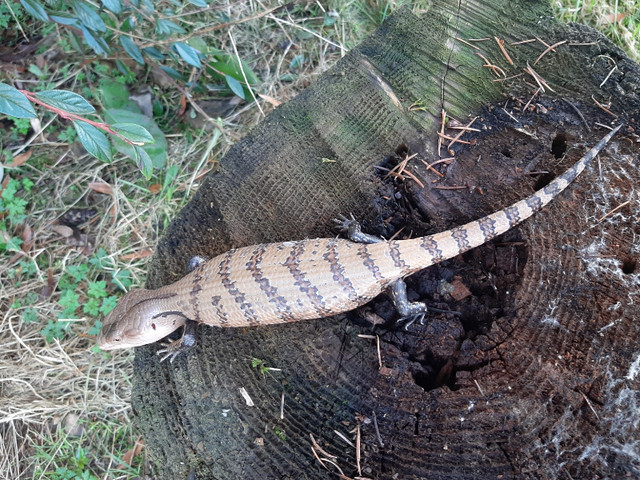 Merauke Blue Tongue Skinks  in Reptiles & Amphibians for Rehoming in Delta/Surrey/Langley - Image 4