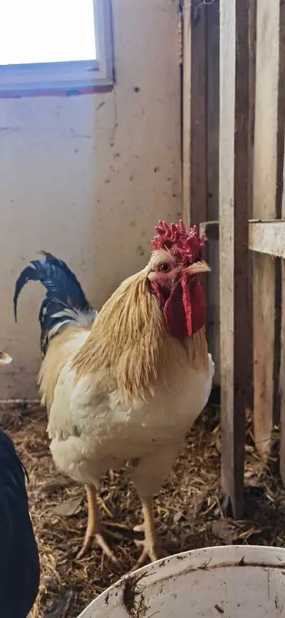 Beautiful rooster hatched last july Free to a good home Pick up st Martin's
