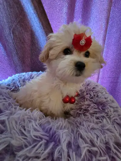 regardez moi comme je suis une belle princesse , View more