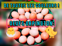 Oeuf Fertile / Fertile Eggs Orpington 