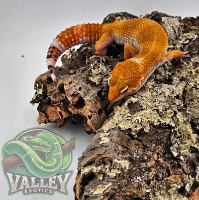 Sunglow Leopard Gecko, View more