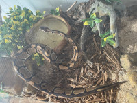 ball python looking for home