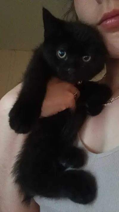 MALE BLACK KITTEN , View more
