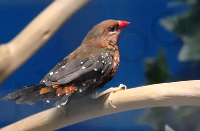 BENGALI ROUGE MÂLE DISPONIBLE, View more