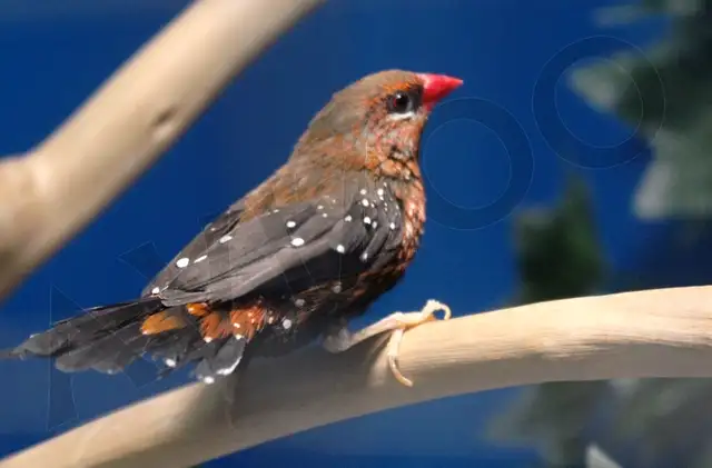 BENGALI ROUGE MÂLE DISPONIBLE in Birds for Rehoming in Saint-Jean-sur-Richelieu - Image 2