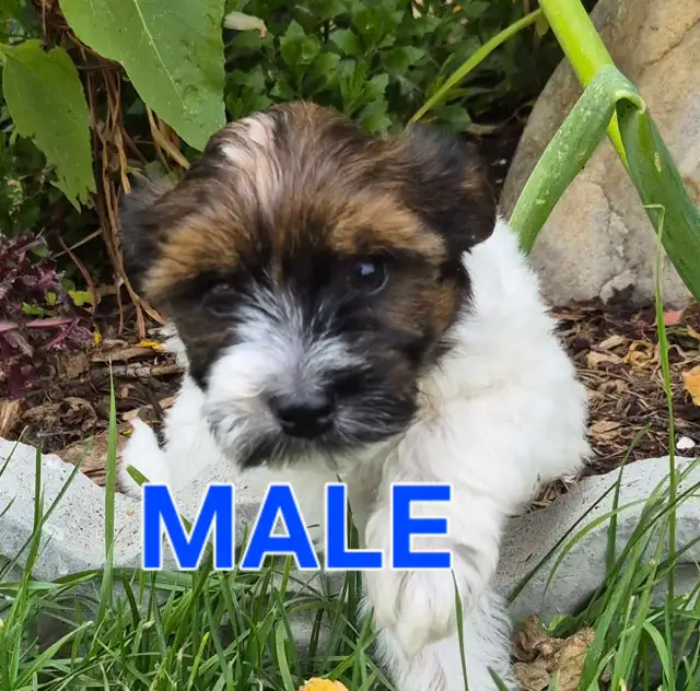 HAVANESE PUPPIES