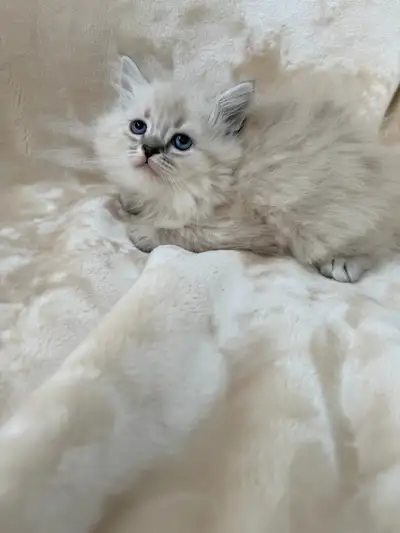 Purebred Ragdoll Kittens Available for Rehome, View more