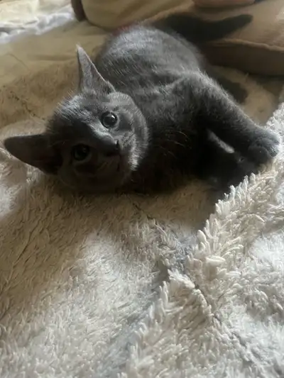 Femelle Russian blue croiser, View more