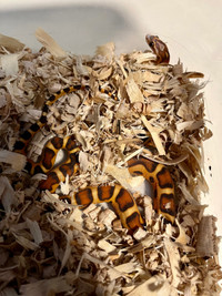 Scalless okeetee corn snake cornsnake serpent de blé ( male ) 