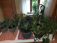 Plantes vertes ,Yucca, Canna, Lierre du Diable et araignées