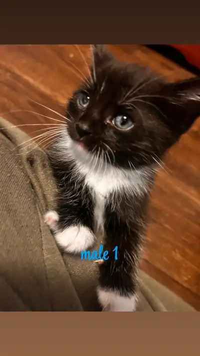 Kitten’s for rehoming!, View more
