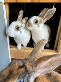 2 (8 week old) mini Rex bunnies (litter trained) 