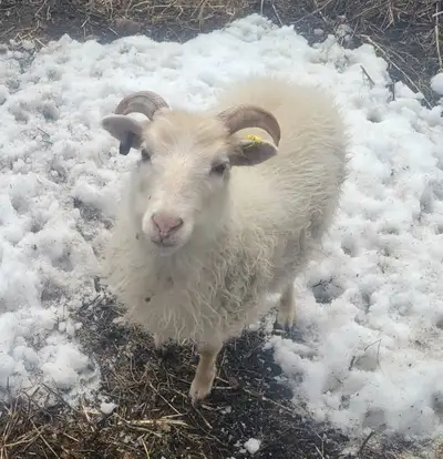 Registered Icelandic ewe lamb (yearling), View more