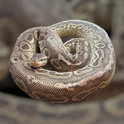 Ball Python, View more