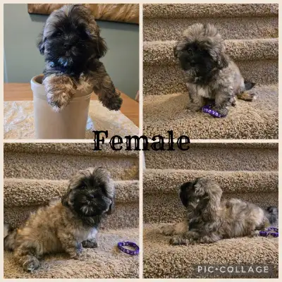 Shorkie Puppies, View more