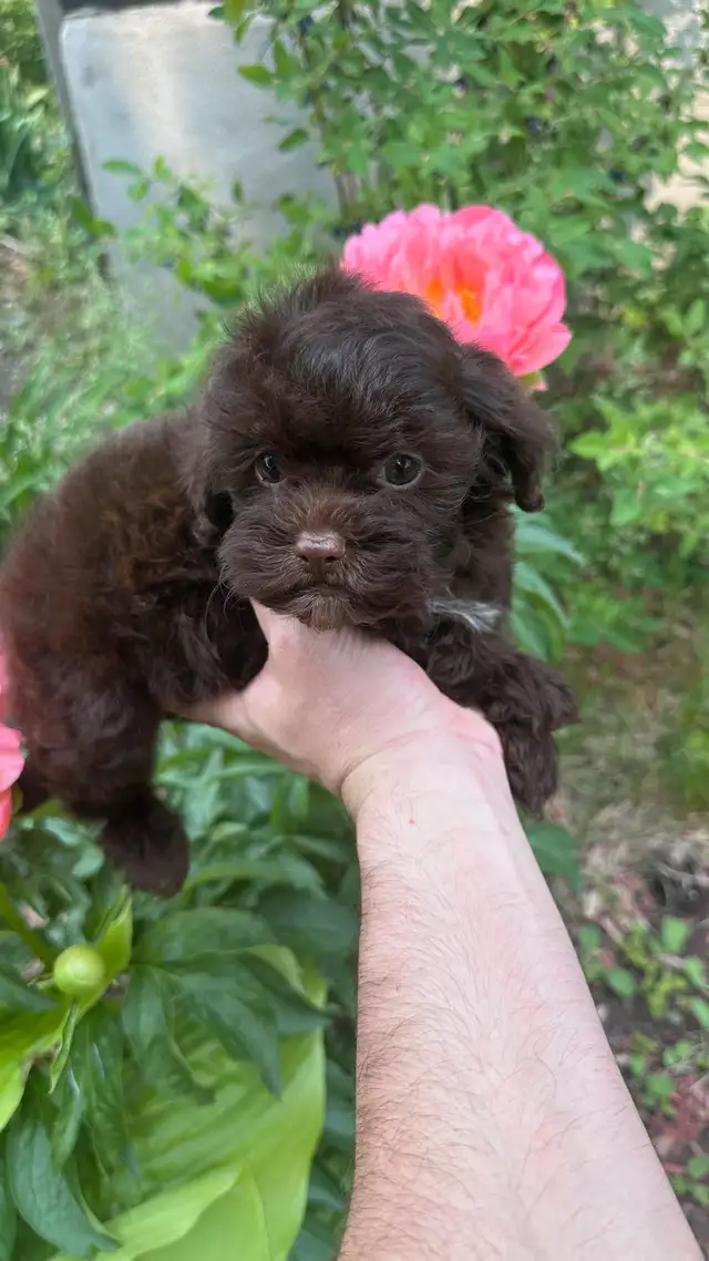 Shih-pool impérial prêt maintenant in Dogs & Puppies for Rehoming in Longueuil / South Shore - Image 4