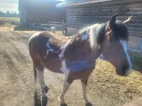 4 year old horse