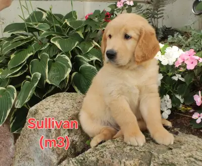 Golden Retriever puppies, View more