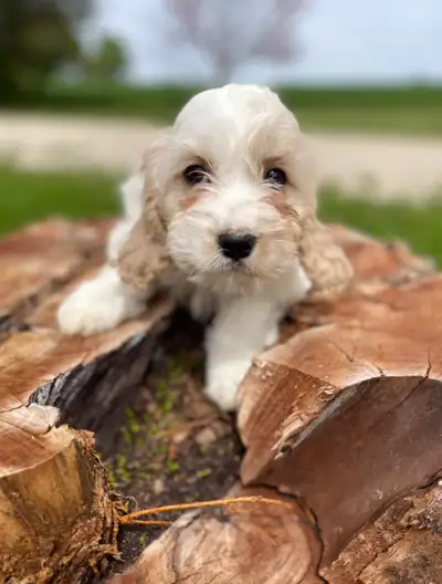 True Cockapoo puppies , View more