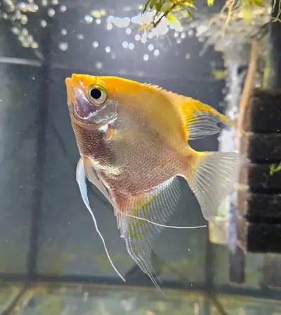 Golden Angelfish, View more
