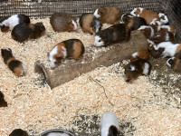  Guinea pigs  for sale